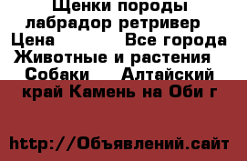 Щенки породы лабрадор ретривер › Цена ­ 8 000 - Все города Животные и растения » Собаки   . Алтайский край,Камень-на-Оби г.